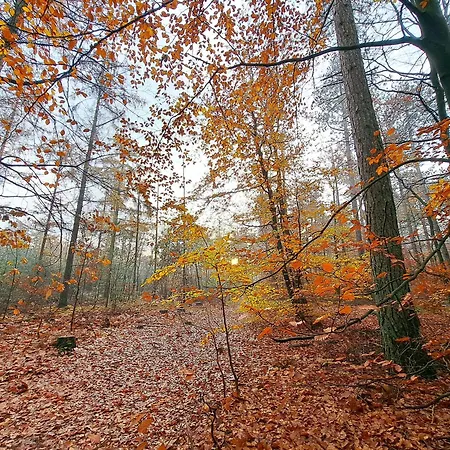 Ruim Chalet, Midden In Het Bos!