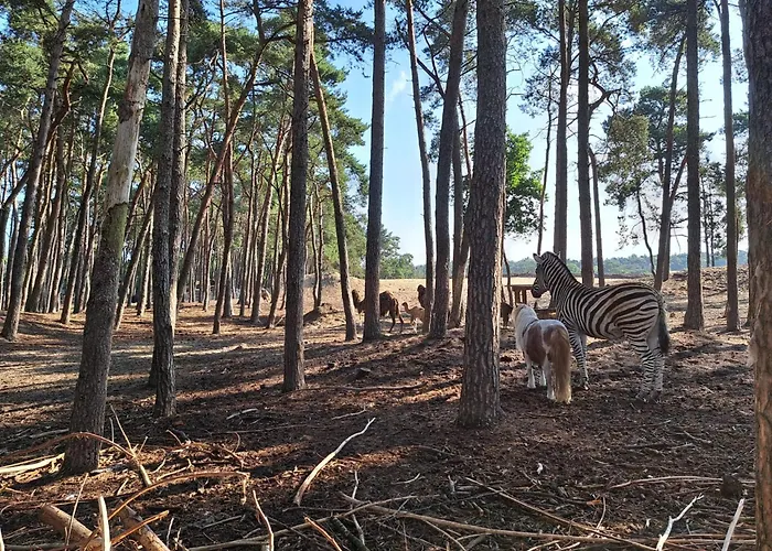 Ruim Chalet, Midden In Het Bos! *