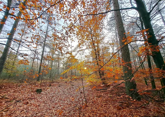 Ruim Chalet, Midden In Het Bos!
