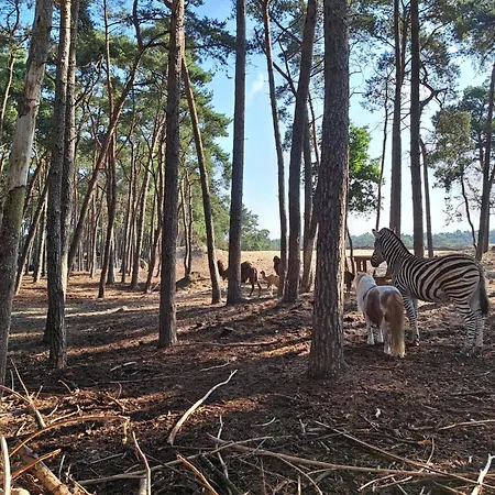 Ruim Chalet, Midden In Het Bos! *